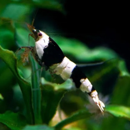 Caridina Crystal Black