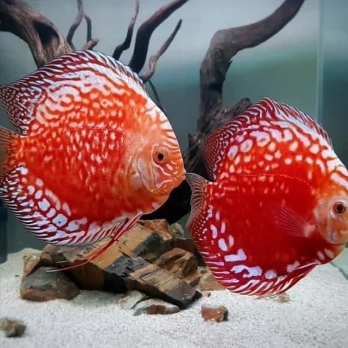 Discus rafflesia