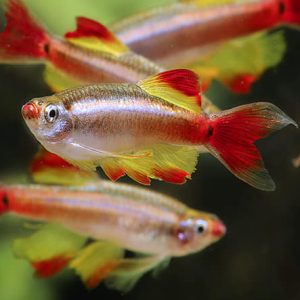 Peces
