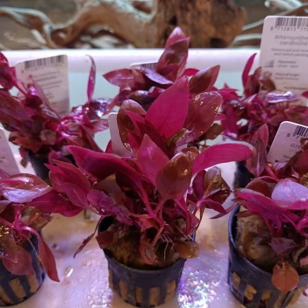 Alternanthera cardinalis