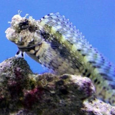 Salarias fasciatus