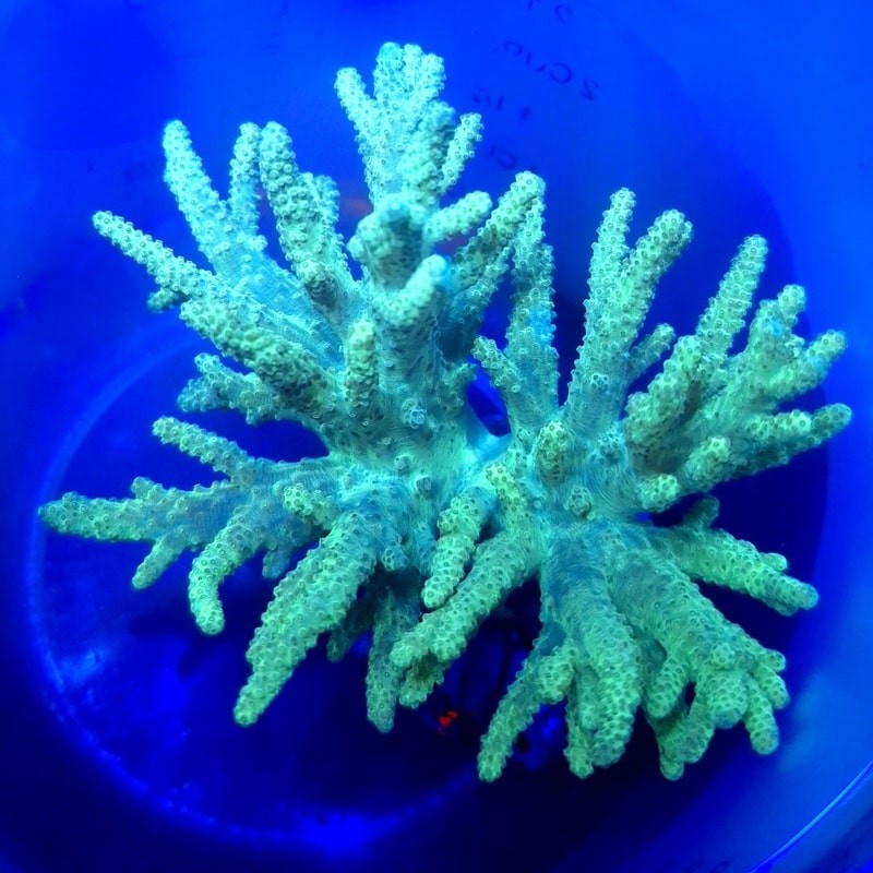 Sinularia verde fluor