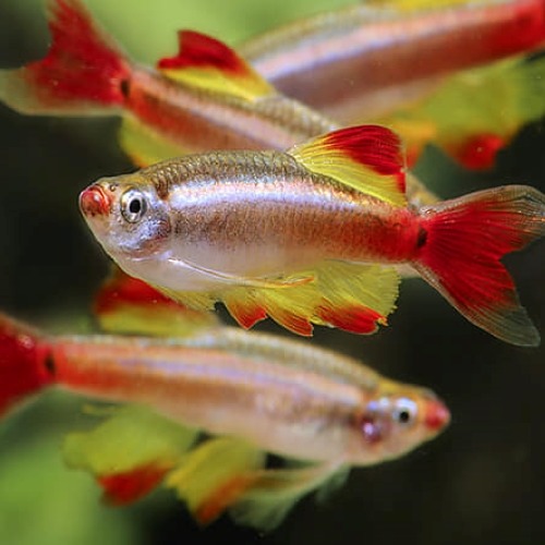 Tanichthys albonubes